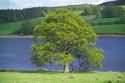 Picture of tree in our enviro